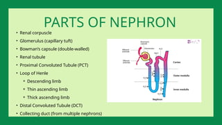 • Renal corpuscle
• Glomerulus (capillary tuft)
• Bowman’s capsule (double-walled)
• Renal tubule
• Proximal Convoluted Tubule (PCT)
• Loop of Henle
⚬ Descending limb
⚬ Thin ascending limb
⚬ Thick ascending limb
• Distal Convoluted Tubule (DCT)
• Collecting duct (from multiple nephrons)
PARTS OF NEPHRON
 