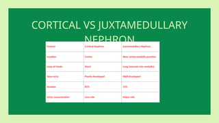 CORTICAL VS JUXTAMEDULLARY
NEPHRON
Feature Cortical Nephron Juxtamedullary Nephron
Location Cortex Near cortex-medulla junction
Loop of Henle Short Long (extends into medulla)
Vasa recta Poorly developed Well developed
Number 85% 15%
Urine concentration Less role Major role
 