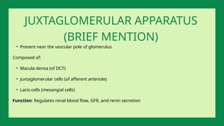 • Present near the vascular pole of glomerulus
Composed of:
• Macula densa (of DCT)
• Juxtaglomerular cells (of afferent arteriole)
• Lacis cells (mesangial cells)
Function: Regulates renal blood flow, GFR, and renin secretion
JUXTAGLOMERULAR APPARATUS
(BRIEF MENTION)
 