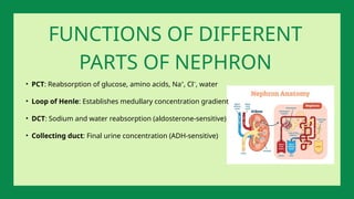 • PCT: Reabsorption of glucose, amino acids, Na⁺, Cl⁻, water
• Loop of Henle: Establishes medullary concentration gradient
• DCT: Sodium and water reabsorption (aldosterone-sensitive)
• Collecting duct: Final urine concentration (ADH-sensitive)
FUNCTIONS OF DIFFERENT
PARTS OF NEPHRON
 