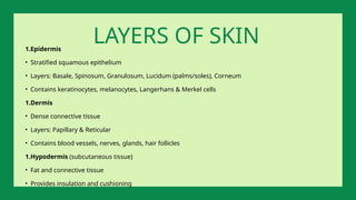1.Epidermis
• Stratified squamous epithelium
• Layers: Basale, Spinosum, Granulosum, Lucidum (palms/soles), Corneum
• Contains keratinocytes, melanocytes, Langerhans & Merkel cells
1.Dermis
• Dense connective tissue
• Layers: Papillary & Reticular
• Contains blood vessels, nerves, glands, hair follicles
1.Hypodermis (subcutaneous tissue)
• Fat and connective tissue
• Provides insulation and cushioning
LAYERS OF SKIN
 