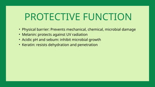 PROTECTIVE FUNCTION
• Physical barrier: Prevents mechanical, chemical, microbial damage
• Melanin: protects against UV radiation
• Acidic pH and sebum: inhibit microbial growth
• Keratin: resists dehydration and penetration
 