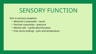 SENSORY FUNCTION
Rich in sensory receptors:
• Meissner’s corpuscles – touch
• Pacinian corpuscles – pressure
• Merkel cells – tactile discrimination
• Free nerve endings – pain and temperature
 