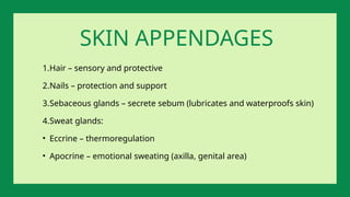 SKIN APPENDAGES
1.Hair – sensory and protective
2.Nails – protection and support
3.Sebaceous glands – secrete sebum (lubricates and waterproofs skin)
4.Sweat glands:
• Eccrine – thermoregulation
• Apocrine – emotional sweating (axilla, genital area)
 