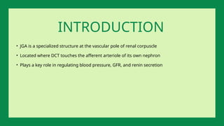 • JGA is a specialized structure at the vascular pole of renal corpuscle
• Located where DCT touches the afferent arteriole of its own nephron
• Plays a key role in regulating blood pressure, GFR, and renin secretion
INTRODUCTION
 