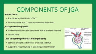 Macula densa
• Specialized epithelial cells of DCT
• Sensitive to Na⁺ and Cl⁻ concentration in tubular fluid
Juxtaglomerular (JG) cells
• Modified smooth muscle cells in the wall of afferent arteriole
• Secrete renin
Lacis cells (Extraglomerular mesangial cells)
• Between afferent and efferent arterioles and DCT
• Supportive role; may help in signaling and contraction
COMPONENTS OF JGA
 
