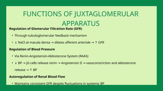 Regulation of Glomerular Filtration Rate (GFR)
• Through tubuloglomerular feedback mechanism
• ↓ NaCl at macula densa dilates afferent arteriole GFR
→ → ↑
Regulation of Blood Pressure
• Via Renin-Angiotensin-Aldosterone System (RAAS)
• ↓ BP JG cells release renin Angiotensin II vasoconstriction and aldosterone
→ → →
release BP
→ ↑
Autoregulation of Renal Blood Flow
• Maintains consistent GFR despite fluctuations in systemic BP
FUNCTIONS OF JUXTAGLOMERULAR
APPARATUS
 