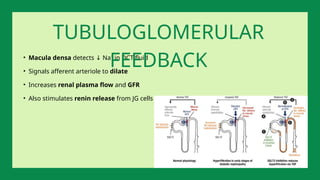 • Macula densa detects Na⁺ in DCT fluid
↓
• Signals afferent arteriole to dilate
• Increases renal plasma flow and GFR
• Also stimulates renin release from JG cells
TUBULOGLOMERULAR
FEEDBACK
 