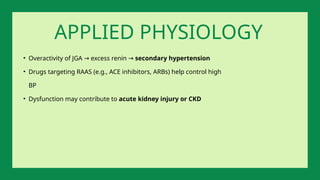 • Overactivity of JGA excess renin
→ → secondary hypertension
• Drugs targeting RAAS (e.g., ACE inhibitors, ARBs) help control high
BP
• Dysfunction may contribute to acute kidney injury or CKD
APPLIED PHYSIOLOGY
 