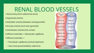1.Renal artery (from abdominal aorta)
2.Segmental arteries
3.Interlobar arteries (between renal pyramids)
4.Arcuate arteries (arch over pyramids)
5.Interlobular arteries (into cortex)
6.Afferent arterioles Glomerular capillaries
→
7.Efferent arterioles →
• Peritubular capillaries (cortical nephrons)
• Vasa recta (juxtamedullary nephrons)
RENAL BLOOD VESSELS
 
