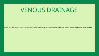 Peritubular/vasa recta Interlobular veins Arcuate veins Interlobar veins Renal vein
→ → → → → IVC
VENOUS DRAINAGE
 