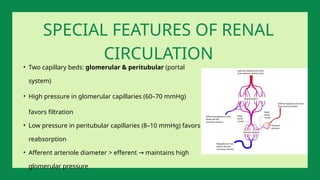 • Two capillary beds: glomerular & peritubular (portal
system)
• High pressure in glomerular capillaries (60–70 mmHg)
favors filtration
• Low pressure in peritubular capillaries (8–10 mmHg) favors
reabsorption
• Afferent arteriole diameter > efferent maintains high
→
glomerular pressure
SPECIAL FEATURES OF RENAL
CIRCULATION
 