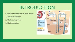 • Urine formation occurs in three stages:
1.Glomerular filtration
2.Tubular reabsorption
3.Tubular secretion
INTRODUCTION
 