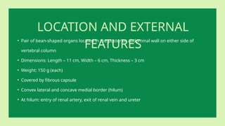 LOCATION AND EXTERNAL
FEATURES
• Pair of bean-shaped organs located in the posterior abdominal wall on either side of
vertebral column
• Dimensions: Length – 11 cm, Width – 6 cm, Thickness – 3 cm
• Weight: 150 g (each)
• Covered by fibrous capsule
• Convex lateral and concave medial border (hilum)
• At hilum: entry of renal artery, exit of renal vein and ureter
 