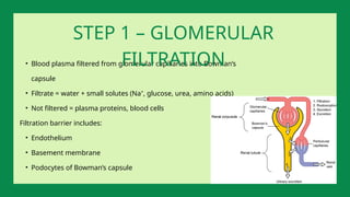 • Blood plasma filtered from glomerular capillaries into Bowman’s
capsule
• Filtrate = water + small solutes (Na⁺, glucose, urea, amino acids)
• Not filtered = plasma proteins, blood cells
Filtration barrier includes:
• Endothelium
• Basement membrane
• Podocytes of Bowman’s capsule
STEP 1 – GLOMERULAR
FILTRATION
 