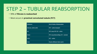 • 99% of filtrate is reabsorbed
• Most occurs in proximal convoluted tubule (PCT)
STEP 2 – TUBULAR REABSORPTION
Substance Site & Mode of Reabsorption
Glucose, amino acids PCT – active transport
Na⁺ PCT, Loop, DCT, CD – active
Water PCT, Loop (descending), CD – osmosis
HCO₃⁻ PCT – active
Urea Passive diffusion (later parts)
 