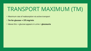 • Maximum rate of reabsorption via active transport
• Tm for glucose 375 mg/min
≈
• Above this glucose appears in urine =
→ glucosuria
TRANSPORT MAXIMUM (TM)
 