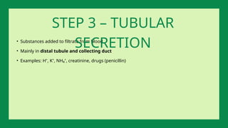 • Substances added to filtrate from blood
• Mainly in distal tubule and collecting duct
• Examples: H⁺, K⁺, NH₄⁺, creatinine, drugs (penicillin)
STEP 3 – TUBULAR
SECRETION
 