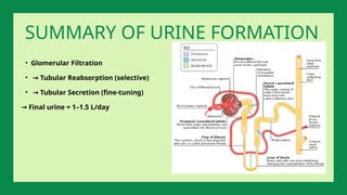 • Glomerular Filtration
• → Tubular Reabsorption (selective)
• → Tubular Secretion (fine-tuning)
→ Final urine = 1–1.5 L/day
SUMMARY OF URINE FORMATION
 