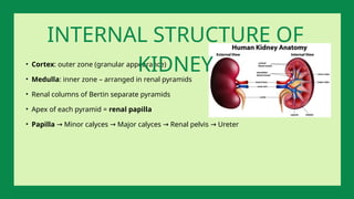 • Cortex: outer zone (granular appearance)
• Medulla: inner zone – arranged in renal pyramids
• Renal columns of Bertin separate pyramids
• Apex of each pyramid = renal papilla
• Papilla Minor calyces Major calyces Renal pelvis Ureter
→ → → →
INTERNAL STRUCTURE OF
KIDNEY
 