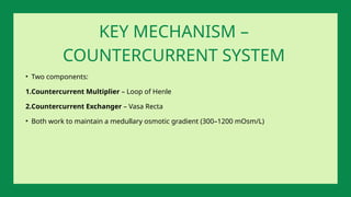 • Two components:
1.Countercurrent Multiplier – Loop of Henle
2.Countercurrent Exchanger – Vasa Recta
• Both work to maintain a medullary osmotic gradient (300–1200 mOsm/L)
KEY MECHANISM –
COUNTERCURRENT SYSTEM
 