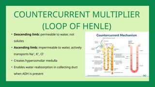 • Descending limb: permeable to water, not
solutes
• Ascending limb: impermeable to water, actively
transports Na⁺, K⁺, Cl⁻
• Creates hyperosmolar medulla
• Enables water reabsorption in collecting duct
when ADH is present
COUNTERCURRENT MULTIPLIER
(LOOP OF HENLE)
 