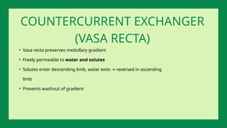 • Vasa recta preserves medullary gradient
• Freely permeable to water and solutes
• Solutes enter descending limb, water exits reversed in ascending
→
limb
• Prevents washout of gradient
COUNTERCURRENT EXCHANGER
(VASA RECTA)
 