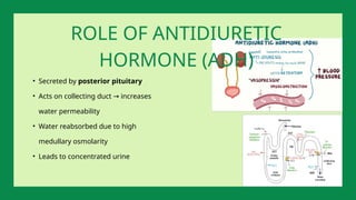 • Secreted by posterior pituitary
• Acts on collecting duct increases
→
water permeability
• Water reabsorbed due to high
medullary osmolarity
• Leads to concentrated urine
ROLE OF ANTIDIURETIC
HORMONE (ADH)
 