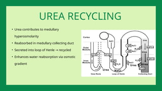 • Urea contributes to medullary
hyperosmolarity
• Reabsorbed in medullary collecting duct
• Secreted into loop of Henle recycled
→
• Enhances water reabsorption via osmotic
gradient
UREA RECYCLING
 