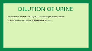 • In absence of ADH collecting duct remains impermeable to water
→
• Tubular fluid remains dilute → dilute urine formed
DILUTION OF URINE
 