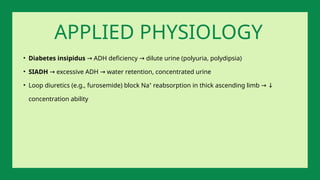 • Diabetes insipidus ADH deficiency dilute urine (polyuria, polydipsia)
→ →
• SIADH excessive ADH water retention, concentrated urine
→ →
• Loop diuretics (e.g., furosemide) block Na⁺ reabsorption in thick ascending limb → ↓
concentration ability
APPLIED PHYSIOLOGY
 