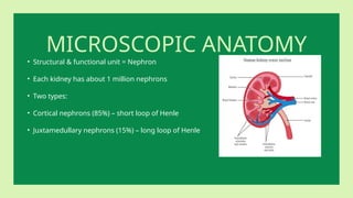 MICROSCOPIC ANATOMY
• Structural & functional unit = Nephron
• Each kidney has about 1 million nephrons
• Two types:
• Cortical nephrons (85%) – short loop of Henle
• Juxtamedullary nephrons (15%) – long loop of Henle
 