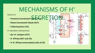 Occurs in:
• Proximal Convoluted Tubule (PCT)
• Distal Convoluted Tubule (DCT)
• Collecting Duct (CD)
H⁺ secretion mechanisms:
• Na⁺-H⁺ antiport (PCT)
• H⁺ ATPase (DCT and CD)
• H⁺-K⁺ ATPase (intercalated cells of CD)
MECHANISMS OF H⁺
SECRETION
 