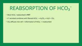 • Most HCO₃⁻ reabsorbed in PCT
• H⁺ secreted combines with filtered HCO₃⁻ H₂CO₃ H₂O + CO₂
→ →
• CO₂ diffuses into cell reformation of HCO₃⁻ reabsorbed
→ →
REABSORPTION OF HCO₃⁻
 