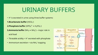 • H⁺ is excreted in urine using three buffer systems:
1.Bicarbonate buffer (HCO₃⁻)
2.Phosphate buffer (HPO₄²⁻ H₂PO₄⁻)
↔
3.Ammonia buffer (NH₃ NH₄⁺) – major role in
↔
acid load
• Titratable acidity = H⁺ excreted with phosphate
• Ammonium excretion = via NH₄⁺ trapping
URINARY BUFFERS
 