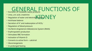 • Excretion of metabolic waste products
• Urea, uric acid, creatinine
• Regulation of water and electrolyte balance
• Acid-base balance
• Secretion of H⁺ and reabsorption of HCO₃⁻
• Regulation of blood pressure
• Via Renin-Angiotensin-Aldosterone System (RAAS)
• Erythropoietin production
• Stimulates RBC formation
• Activation of Vitamin D
• Converts to active form – calcitriol
• Gluconeogenesis
• In prolonged fasting
GENERAL FUNCTIONS OF
KIDNEY
 