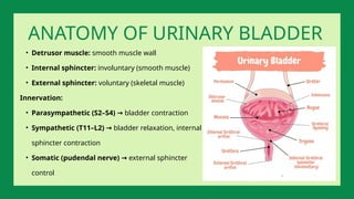 • Detrusor muscle: smooth muscle wall
• Internal sphincter: involuntary (smooth muscle)
• External sphincter: voluntary (skeletal muscle)
Innervation:
• Parasympathetic (S2–S4) → bladder contraction
• Sympathetic (T11–L2) → bladder relaxation, internal
sphincter contraction
• Somatic (pudendal nerve) → external sphincter
control
ANATOMY OF URINARY BLADDER
 