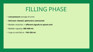 • Low-pressure storage of urine
• Detrusor relaxed, sphincters contracted
• Bladder stretches → afferent signals to spinal cord
• Bladder capacity: 400–600 mL
• Urge to void felt at ~150–250 mL
FILLING PHASE
 