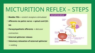 • Bladder fills stretch receptors stimulated
→
• Afferents via pelvic nerve spinal cord (S2–
→
S4)
• Parasympathetic efferents detrusor
→
contraction
• Internal sphincter relaxes
• Voluntary relaxation of external sphincter
voiding
→
MICTURITION REFLEX – STEPS
 