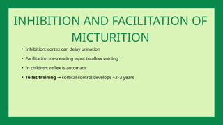 • Inhibition: cortex can delay urination
• Facilitation: descending input to allow voiding
• In children: reflex is automatic
• Toilet training cortical control develops ~2–3 years
→
INHIBITION AND FACILITATION OF
MICTURITION
 