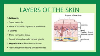 1.Epidermis
• Outer, avascular
• Made of stratified squamous epithelium
2. Dermis
• Thick, connective tissue
• Contains blood vessels, nerves, glands
3. Hypodermis (subcutaneous tissue)
• Fat-rich layer connecting skin to muscles
LAYERS OF THE SKIN
 