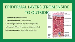 1.Stratum basale – cell division
2.Stratum spinosum – keratinocytes
3.Stratum granulosum – keratohyalin granules
4.Stratum lucidum – thick skin only (palms, soles)
5.Stratum corneum – dead cells, keratin-rich
EPIDERMAL LAYERS (FROM INSIDE
TO OUTSIDE)
 