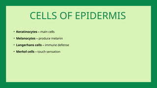 • Keratinocytes – main cells
• Melanocytes – produce melanin
• Langerhans cells – immune defense
• Merkel cells – touch sensation
CELLS OF EPIDERMIS
 