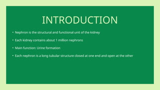 INTRODUCTION
• Nephron is the structural and functional unit of the kidney
• Each kidney contains about 1 million nephrons
• Main function: Urine formation
• Each nephron is a long tubular structure closed at one end and open at the other
 