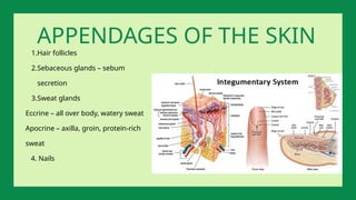 1.Hair follicles
2.Sebaceous glands – sebum
secretion
3.Sweat glands
Eccrine – all over body, watery sweat
Apocrine – axilla, groin, protein-rich
sweat
4. Nails
APPENDAGES OF THE SKIN
 