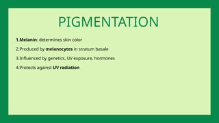 1.Melanin: determines skin color
2.Produced by melanocytes in stratum basale
3.Influenced by genetics, UV exposure, hormones
4.Protects against UV radiation
PIGMENTATION
 