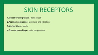 1.Meissner’s corpuscles – light touch
2.Pacinian corpuscles – pressure and vibration
3.Merkel discs – touch
4.Free nerve endings – pain, temperature
SKIN RECEPTORS
 