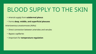 • Arterial supply from subdermal plexus
• Forms deep, middle, and superficial plexuses
Arteriovenous anastomoses (AVAs):
• Direct connection between arterioles and venules
• Bypass capillaries
• Important for temperature regulation
BLOOD SUPPLY TO THE SKIN
 