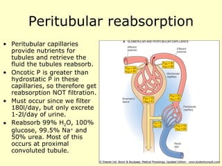 Peritubular reabsorption Peritubular capillaries provide nutrients for tubules and retrieve the fluid the tubules reabsorb. Oncotic P is greater than hydrostatic P in these capillaries, so therefore get reabsorption NOT filtration. Must occur since we filter 180l/day, but only excrete 1-2l/day of urine. Reabsorb 99% H 2 O, 100% glucose, 99.5% Na +  and 50% urea. Most of this occurs at proximal convoluted tubule. 