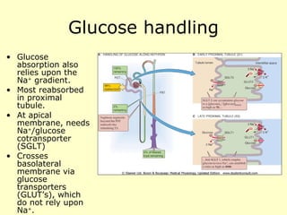 Glucose handling Glucose absorption also relies upon the Na +  gradient. Most reabsorbed in proximal tubule. At apical membrane, needs Na + /glucose cotransporter (SGLT) Crosses basolateral membrane via glucose transporters (GLUT’s), which do not rely upon Na + . 